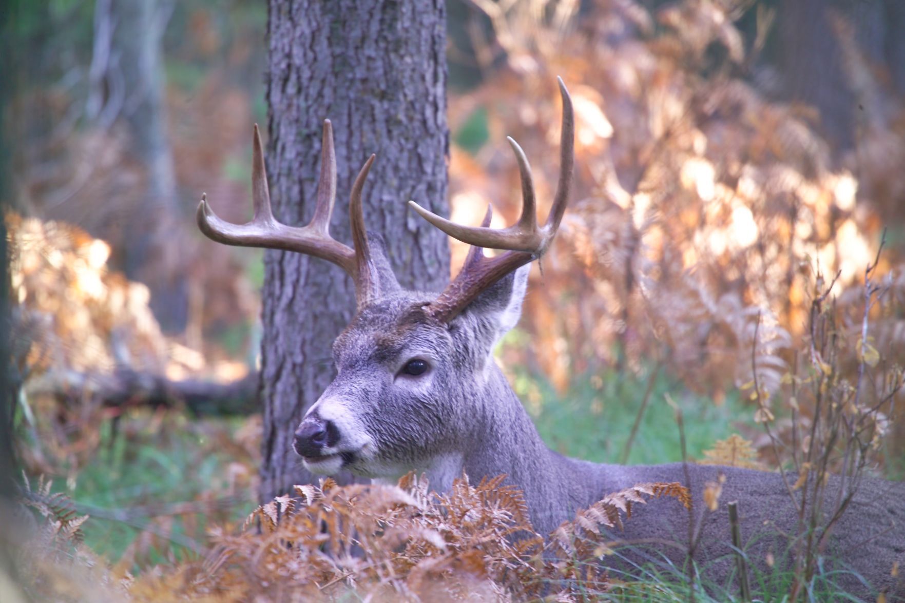 Whitetail buck